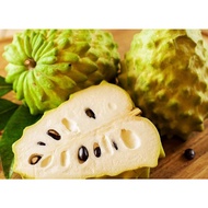 CÂY GIỐNG NA ĐÀI LOAN (NA DỨA) (giao siêu nhanh cam kết chất lượng)