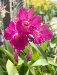 GHZ - Orchid Cattleya Flower Plant Pokok Bunga Orkid Hidup 嘉德丽雅兰