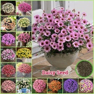 [Easy Growing][High Germination] Mixed Color Daisy Seeds (300 Seeds Per Pack) Bonsai Seeds for Plant