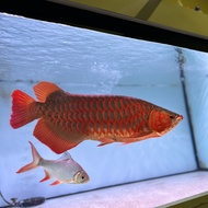 Arwana super red 60cm up plus aquarium kabinet full set