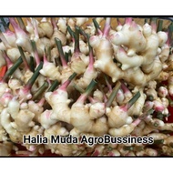 Fresh Local Young Ginger (500 gm)