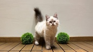 Kucing Himalaya Ragdoll Munchkin