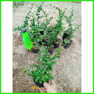 ∆ ▩      Fukien Tea | Tsaang Gubat [ ] Garden Decorations