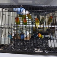 ! BURUNG LOVEBIRD MANGSI | BURUNG LOVEBIRD COBALT -