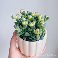 Antler Begonia Variegated Snowflake Pine Variegated Succulent Plant Balcony Succulent Green Plant Fl