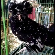 ayam poland betina siapan