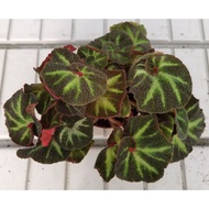 NMS / Begonia Soli-Mutata 索莉幕特秋海棠 (12CM Pot Size)