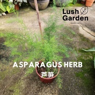 Asparagus Plant 芦笋 150mm Pot Edible Herb Vege Live Plant [Lush Garden]