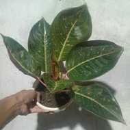 aglonema tiara black ssuai foto.COD