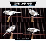 Burung Kenari Panda Gacoran bergaransi Lokal Super