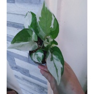 glacier pothos//////
