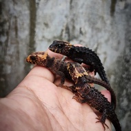 red eye crocodile skink