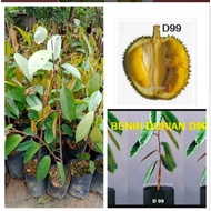 ANAK POKOK DURIAN D99 / DURIAN KOP KECIL