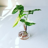 水培植栽│大理石合果芋_室內植物 辦公室盆栽 植栽 盆栽 水耕