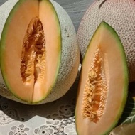 buah melon merlin frest