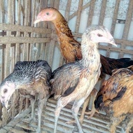Ayam Betina Trah Mangon Yokeree import ORI pakai Segel sayap