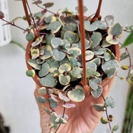 ~[Dijual] String Of Heart Variegata Tanaman Unik Dan Lucu Ctz~