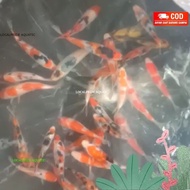 bibit ikan koi blitar 5-6cm paket 10 langsung petani