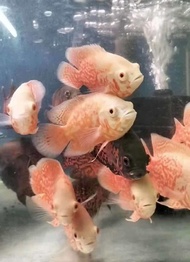 [Merdeka Offer] Oscar Fish China ALBINO/ RED TIGER Live Fish Ikan Hidup Aquarium