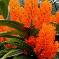 anggrek Vanda mini