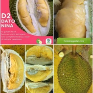 Anak Pokok Durian D2 Dato Nina