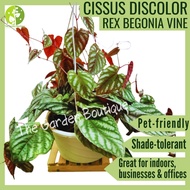 [Local Seller] Cissus discolor Pot Size 18cm live plant | The Garden Boutique - Live Plant