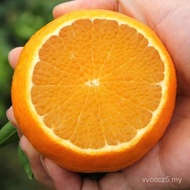 [Kawasan Pengeluaran Teras - SF Express] Sichuan Meishan Ehime No. 38 Jeli Jingga Mikro-dagang Kuali