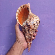cangkang kerang triton hias besar 28cm panjang