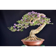 Mini  BlueBell /凌珊Linh Sam Bonsai outdoor plant flower