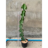 Euphorbia Grandicornis (Euphorbia Grandicornis)