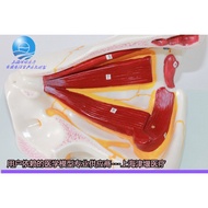 Eye Anatomy Model Eyeball Magnification Model Eyeball Model