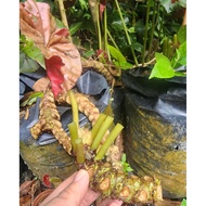 CUTTING UBI Begonia READY STOCK [ Begonia Erythrophylla ]