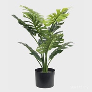 Plant Monstera Production Potted Plant Home Furnishing Monstera Influencer Manufacturer Decoration S