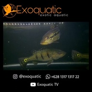 Mainan Peacock Bass PBass Kelbe Burik Cichla Kelberi Bahia Gold Murah