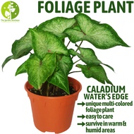 [Local Seller] Caladium Water's Edge Houseplant Indoor or Outdoor Foliage Plant | The Garden Boutique - Live Plants