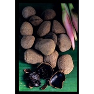Kluwek / KLUWAK / KLUEK / RAWON COOKING SPICE