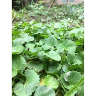 POKOK PEGAGA | Ulam Pegaga | Anak pokok pegaga | Benih pegaga | Centella Asiatica