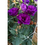 Eustoma - Purple - Farm to Home - Cameron Highland Fresh Flowers - (5 stalks/stems)