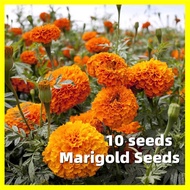 เมล็ดพันธุ์ ดาวเรือง Marigold Seeds - งอกง่าย 10เมล็ด/ซอง เมล็ดดอกไม้ Marigold Flower Seeds for Planting Chrysanthemum Flower Plant บอนสีหายาก เมล็ดบอนสี เมล็ดบอนสีสวยๆ ดอกไม้ บอนสี ดอกไม้ปลูกสวยๆ ต้นไม้ฟอกอากาศ ดอกดาวเรืองคละสี ของแต่งบ้าน ไม้ประดับ