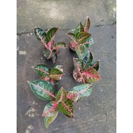 ((YUHH)ORDER!!)) aglaonema adelia promo