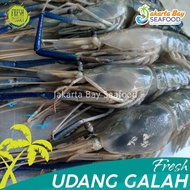 Udang Galah Segar Jumbo 1Kg (4-6 ekor)/Udang Galah Segar Fresh
