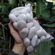 White A3 Coral Stone Garden Stone/ Decorative Stone/ (1kg)