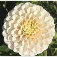 TUBER POM POM DAHLIA KONA