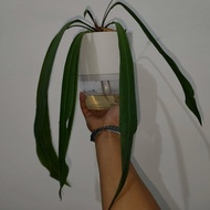 anthurium vittarifolium | anthurium dasi