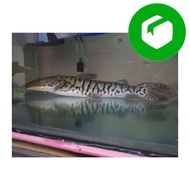 Ready Stock Ikan TSN Tiger shovelnose catfish jumbo size