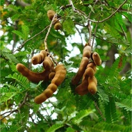 pokok asam jawa/pokok buah celagi +freegif🎁✅