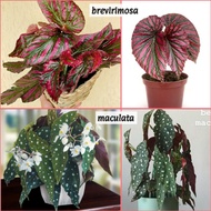 restock Pokok Begonia Brevirimosa Maculata Asam Batu real plant