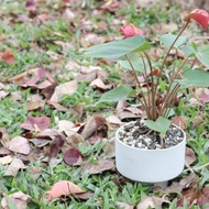 土培植栽│粉紅/紅火鶴花_室內植物 辦公室盆栽 店內擺設