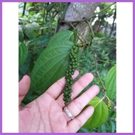 ◴ ☇◑ ✈ Paminta Indian Variety/Black Peppercorn Seedlings well established