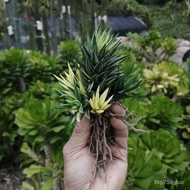 【Rare plants】Succulent Plant Jinchengjin Spiral Aloe Small Green Plant Sand Plant Rare on the Desk